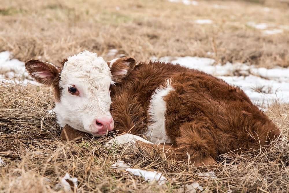 Calf asset